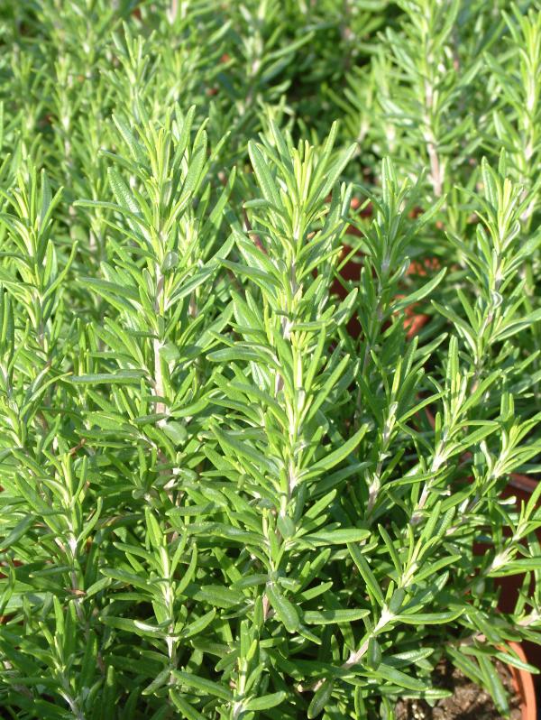 syn. Rosmarinus officinalis