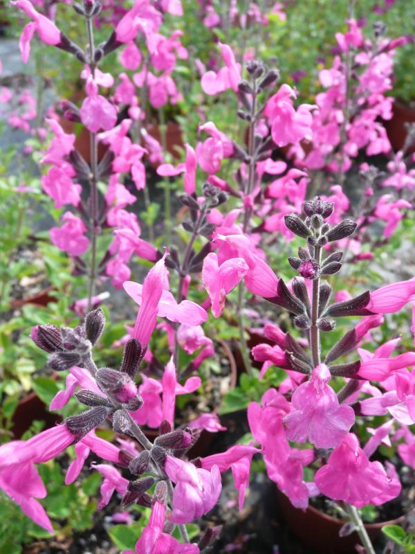 Salvia microphylla 'Pink Blush'