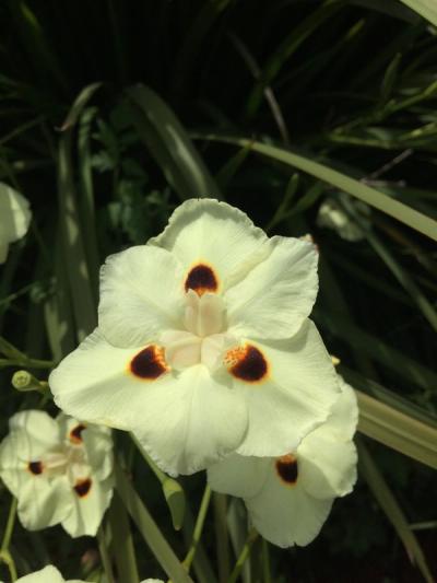 Dietes bicolor