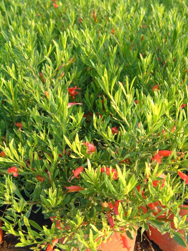 Eremophila maculata