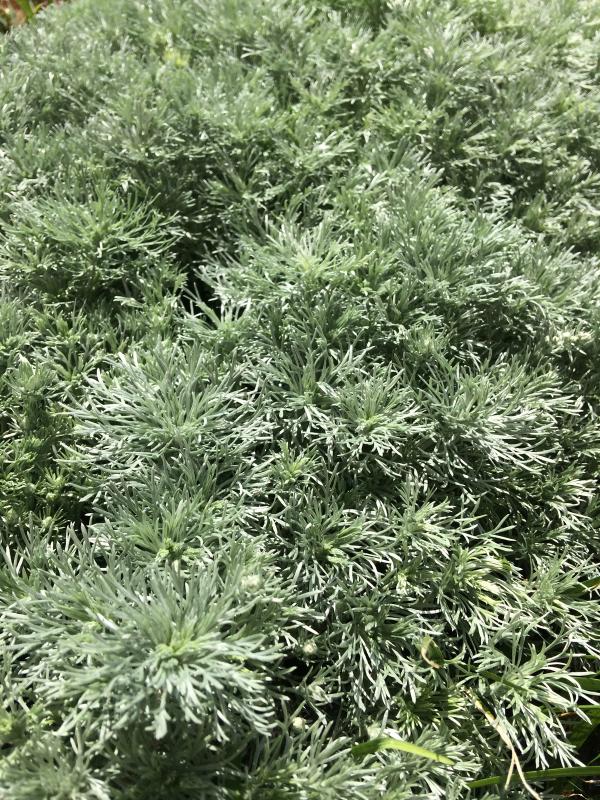 Artemisia schmidtiana 'Nana'