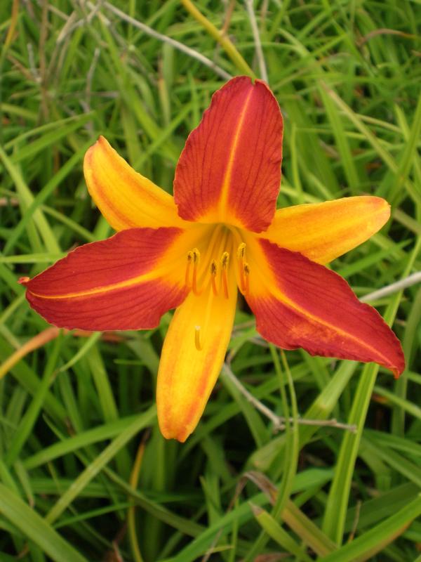 Hemerocallis 'Mary Guenther'