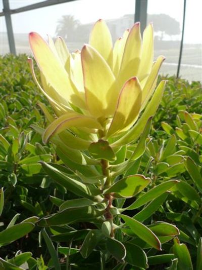 Leucadendron 'Safari Goldstrike'