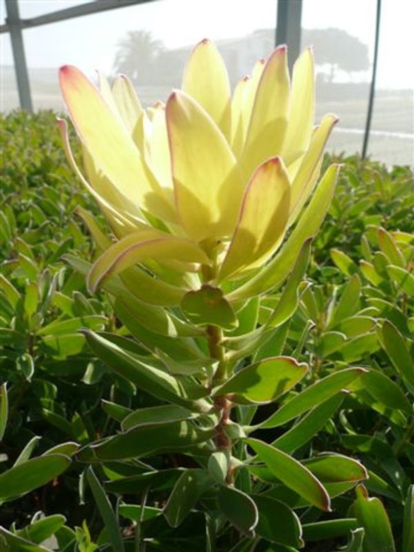 Leucadendron 'Safari Goldstrike'