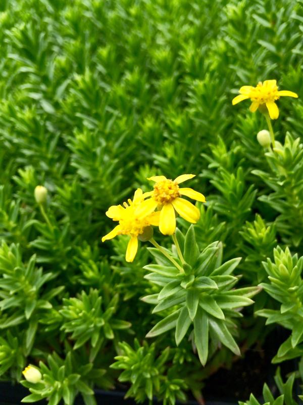 Euryops tysonii