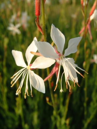 syn. Gaura