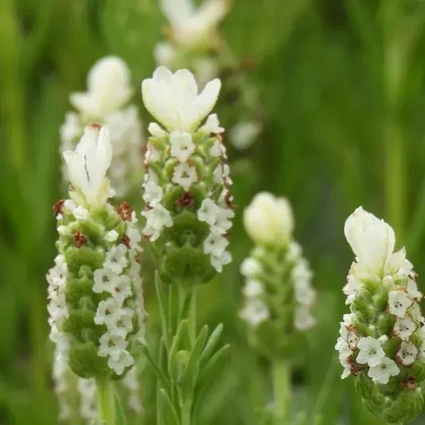 Lavandula stoechas Lavinia Compact White ®