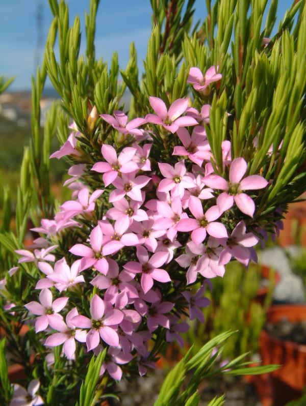 Coleonema pulchellum 'Pink Fountain'
