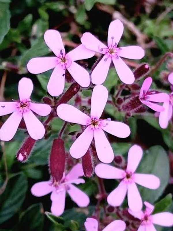 Saponaria ocymoides