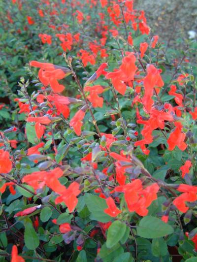 Salvia greggii 'Peach'