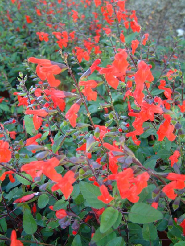 Salvia greggii 'Peach'