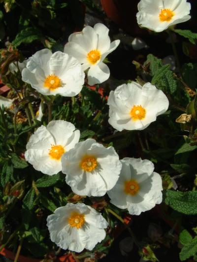 Cistus x florentinus