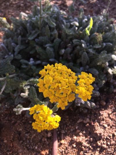 Achillea tomentosa