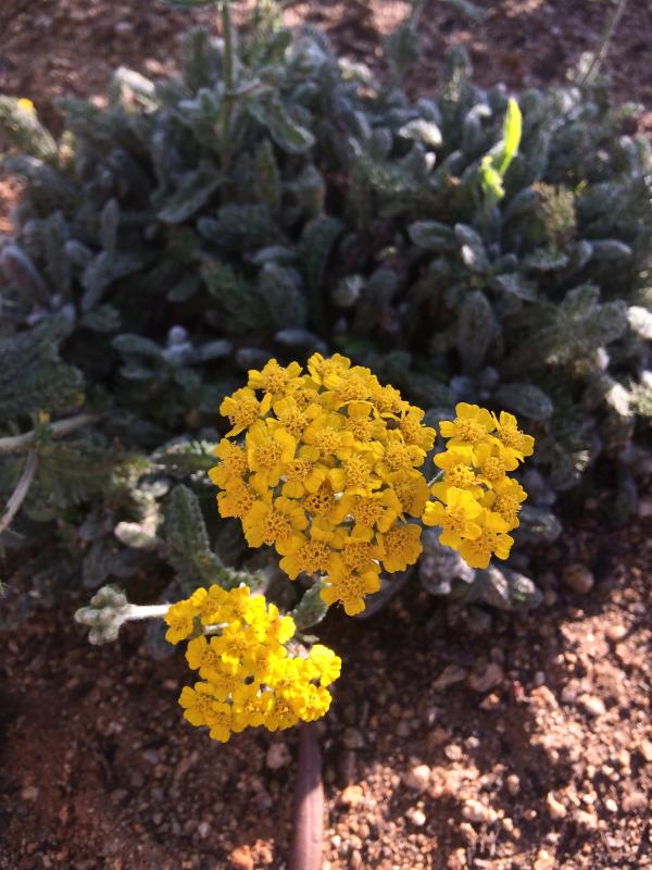 Achillea tomentosa