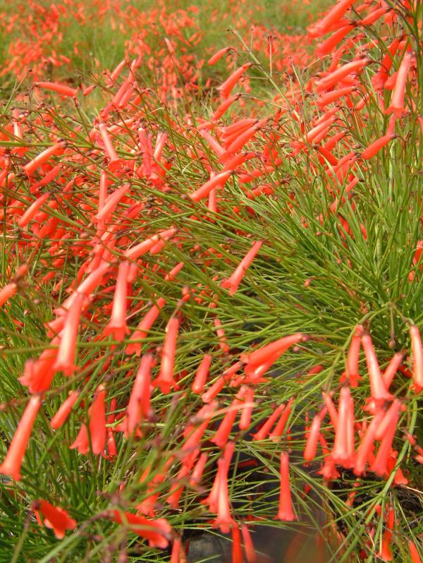 Russelia equisetiformis