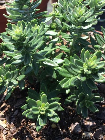 Westringia 'Grey Box'