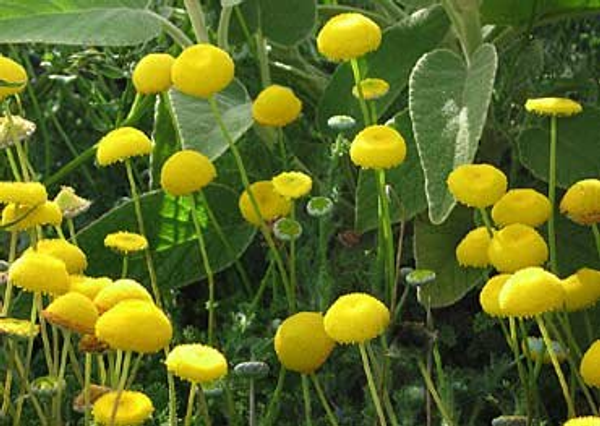 Cotula lineariloba 