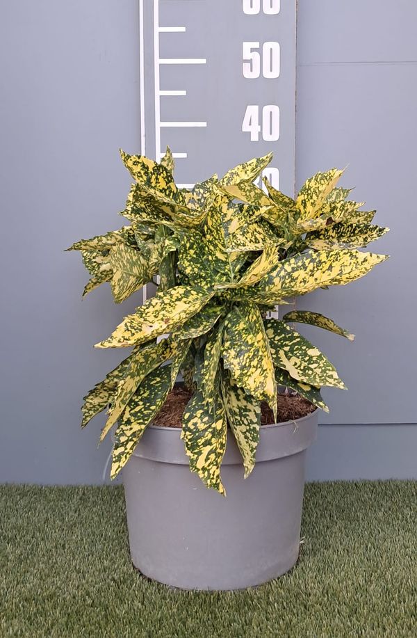 Aucuba japonica