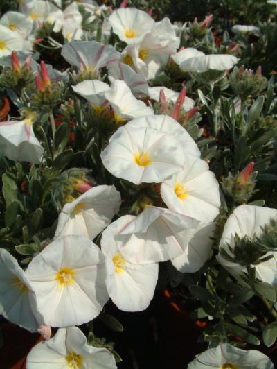 Convolvulus cneorum