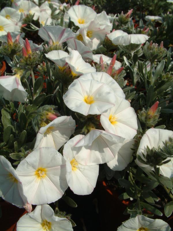 Convolvulus cneorum