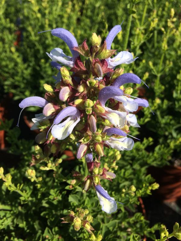 Salvia chamelaeagnea