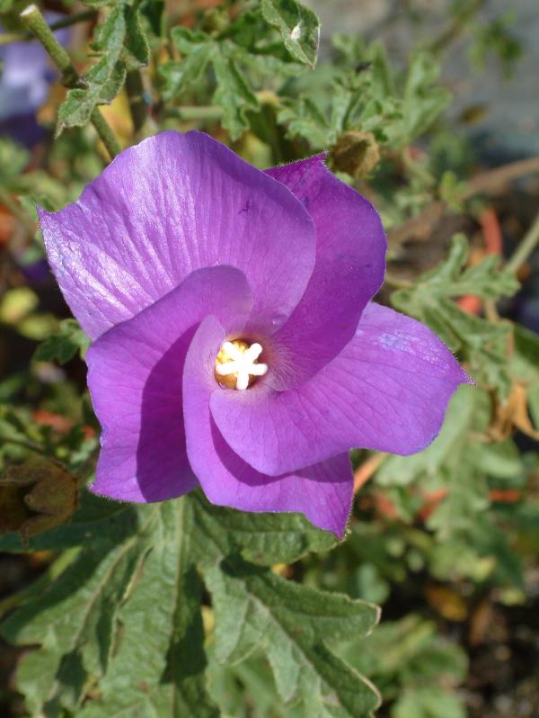 Alyogyne huegelii 'Santa Cruz'