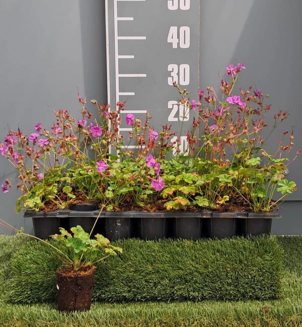 Geranium x cantabrigiense 'Karmina'