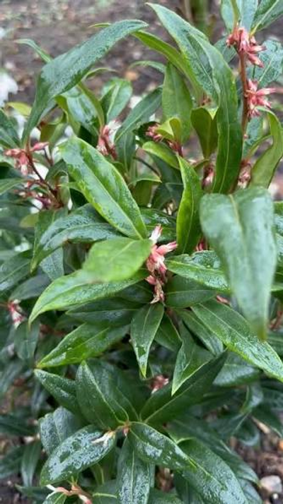 Sarcococca hookeriana