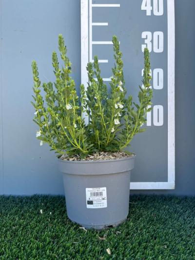 Teucrium chamaedrys f. albiflora