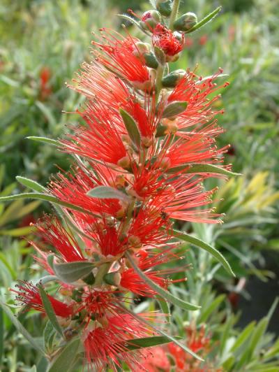 Callistemon masotti 'Mini Red' ®