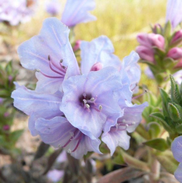 Lobostemon fruticosus