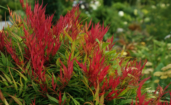 Nandina domestica 'Seika' ®