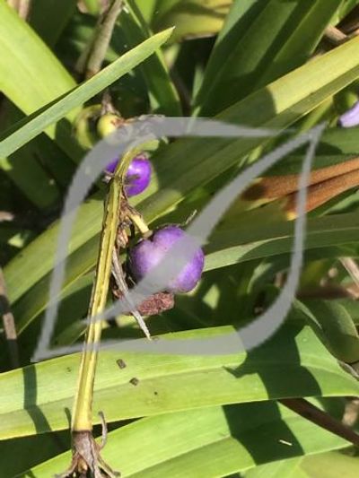 Dianella revoluta 'Little Jess' ®