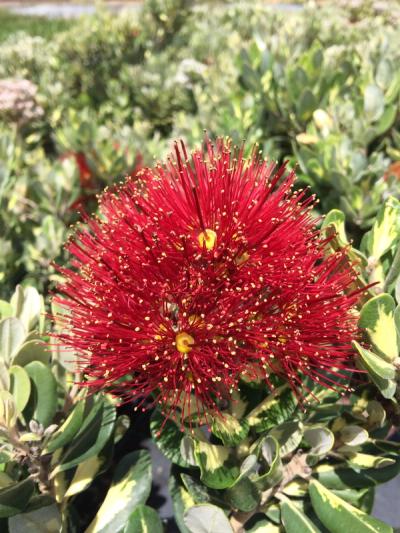 Metrosideros kermadecensis 'Variegata'