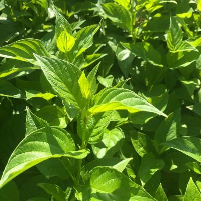 Cornus sericea 'Flaviramea'