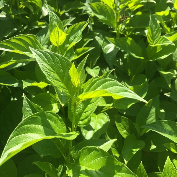 Cornus sericea 'Flaviramea'