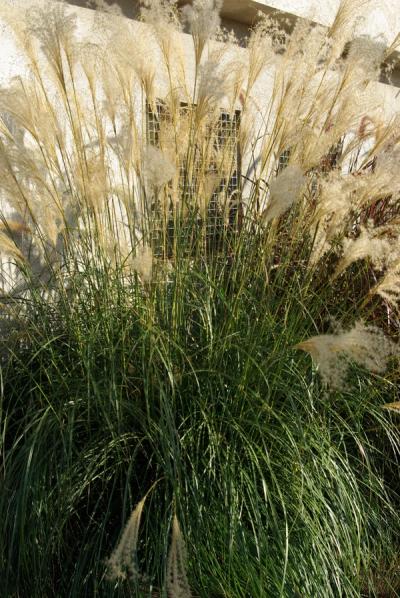 Miscanthus sinensis 'Adagio'