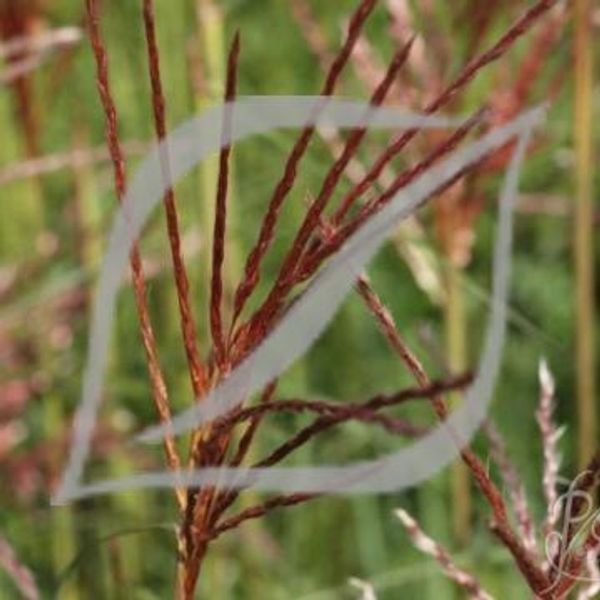 Miscanthus sinensis 'Ferner Osten'