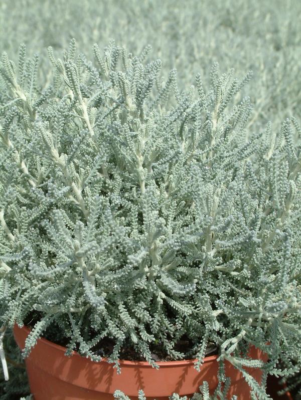 Santolina chamaecyparissus