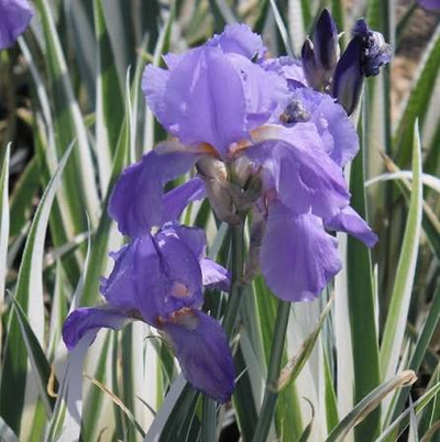 Iris pallida 'Argentea Variegata'