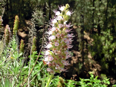 Echium virescens