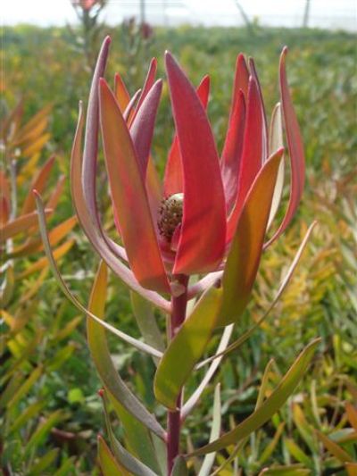 Leucadendron 'Safari Sunset'