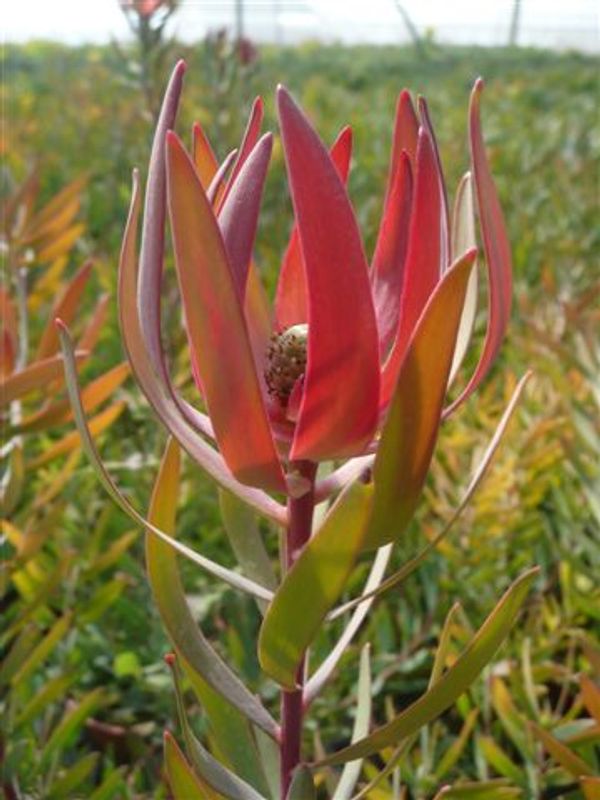 Leucadendron 'Safari Sunset'