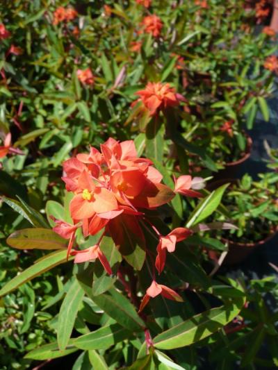 Euphorbia griffithii 'Fireglow'