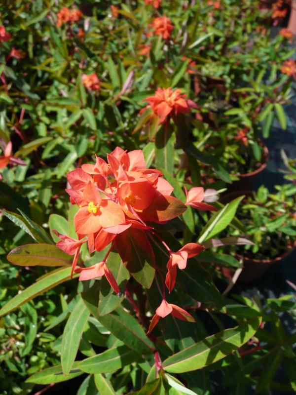 Euphorbia griffithii 'Fireglow'