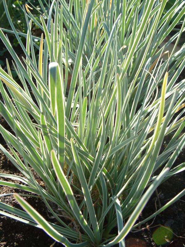 Tulbaghia violacea 'Silver Lace'
