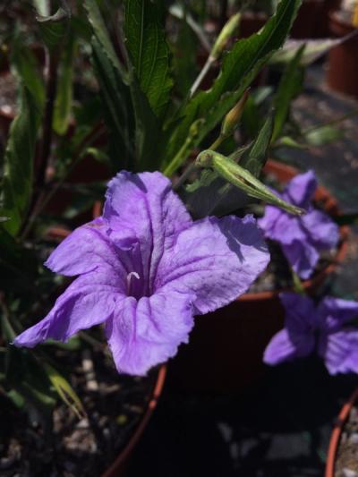 Ruellia brittoniana