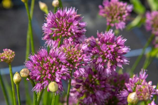 Allium 'Millennium'