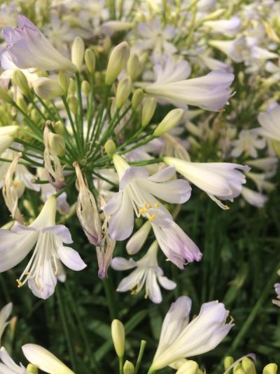 Agapanthus 'Silver Baby'