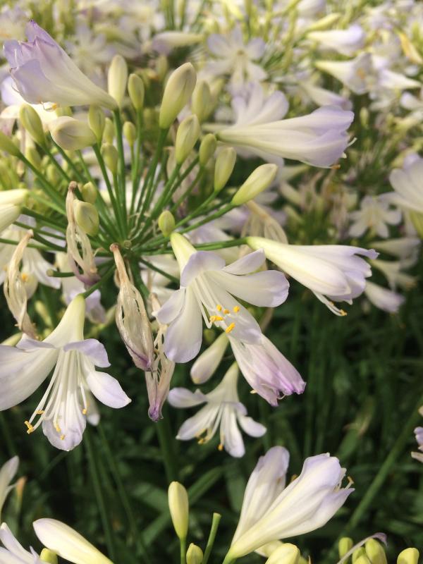 Agapanthus 'Silver Baby'